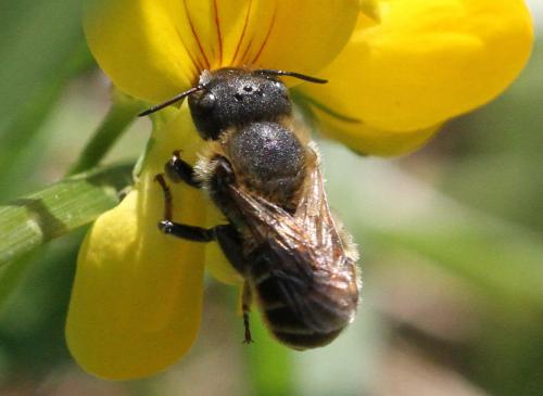 Réf. 218 269 : Osmia aurulenta